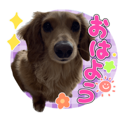 [LINEスタンプ] ♡   はなちゃんスタンプ ♡