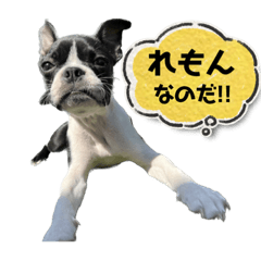 [LINEスタンプ] ボステリ★らいれも