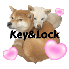 [LINEスタンプ] 柴犬きーとロック