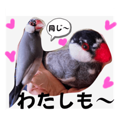 [LINEスタンプ] 桜文鳥わすけとフェルトのお友達［改訂版］