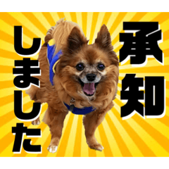 [LINEスタンプ] 愛犬ちっぷ☆