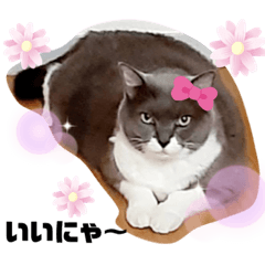 [LINEスタンプ] にゃんにゃんわんだよ