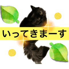 [LINEスタンプ] 黒猫 ルナ院長51にゃんめ