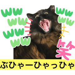 [LINEスタンプ] 黒猫 ルナ院長53にゃんめ