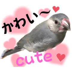 [LINEスタンプ] 桜文鳥わすけヒナわす時代［改訂版］