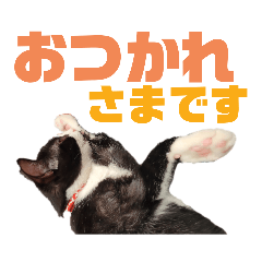 [LINEスタンプ] ハチワレぼくちん【日常でつかえる2】
