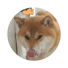 [LINEスタンプ] 柴犬シロのゆるり