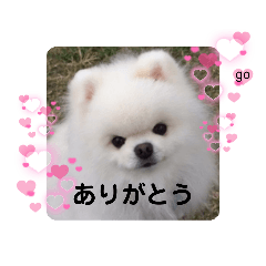 [LINEスタンプ] 可愛い白ポメのゴーくん