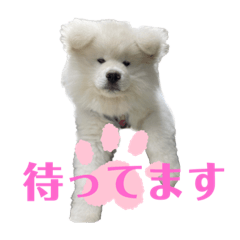 [LINEスタンプ] モッフモフな仲間丁寧版