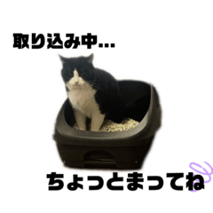 [LINEスタンプ] にゃんちゃん③の画像（メイン）