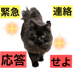 [LINEスタンプ] 黒猫 ルナ院長54にゃんめ