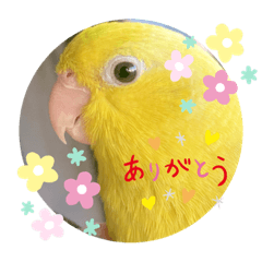 [LINEスタンプ] マメルリハ達6