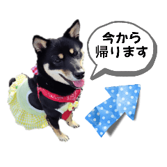 [LINEスタンプ] 黒豆柴のらんちゃん230425