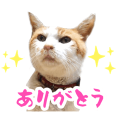 [LINEスタンプ] 石田さん家の保護猫ぽんたろちゃんの画像（メイン）