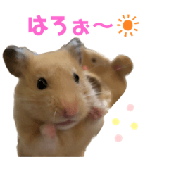 [LINEスタンプ] ハミーくんとコロンくんの日常！