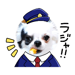 [LINEスタンプ] チワワの心菜 色々使えるスタンプ