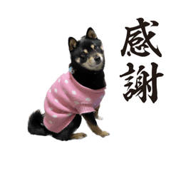 [LINEスタンプ] やんちゃ道達人縁隊長スタンプ2