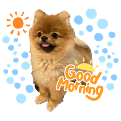 [LINEスタンプ] ポン太のスマイル0円