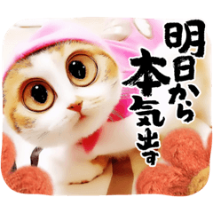 [LINEスタンプ] とある人々時に猫