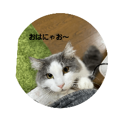 [LINEスタンプ] いろいろとりどり日常生活