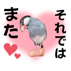 [LINEスタンプ] 桜文鳥わすけライトビジネスわす【改訂版】