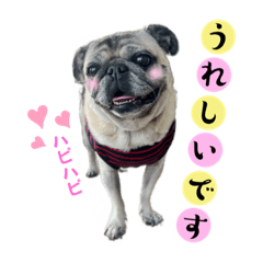 [LINEスタンプ] かわいい♪パグ Pug Dog