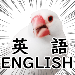 [LINEスタンプ] 英語ことりカフェ心斎橋文鳥スタッフ写真編