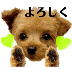 [LINEスタンプ] ティーカッププードルのミニーちゃん6