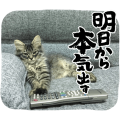 [LINEスタンプ] つむねこ。その2