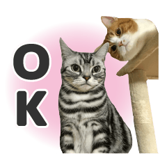 [LINEスタンプ] ちぬとつな2