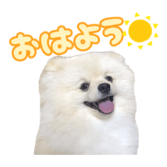 [LINEスタンプ] ポメラニアンのたぬちゃん