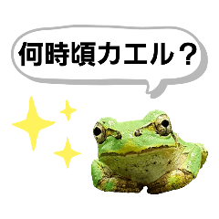 [LINEスタンプ] 野生のカエル12(家族連絡に便利)