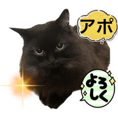 [LINEスタンプ] 黒猫 ルナ院長57にゃんめ