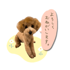 [LINEスタンプ] くぅちゃんがいっぱいスタンプ