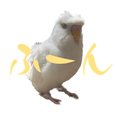 [LINEスタンプ] 大好きインコちゃん(羽衣セキセイインコ)