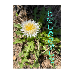 [LINEスタンプ] お花の写真と花言葉