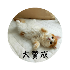 [LINEスタンプ] きぬ #1
