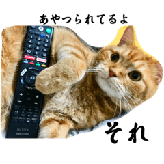 [LINEスタンプ] レイ君5歳の そんな毎日