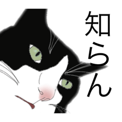 [LINEスタンプ] 性格が悪い猫