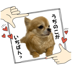 [LINEスタンプ] チワワのエブリデイ3