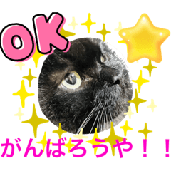 [LINEスタンプ] 黒猫 ルナ院長59にゃんめの画像（メイン）