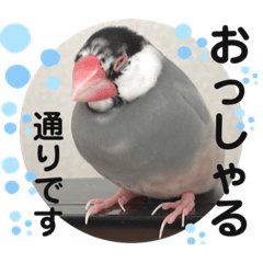 [LINEスタンプ] 桜文鳥わすけ かしこまりわす【改訂版】の画像（メイン）