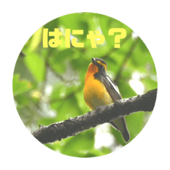 [LINEスタンプ] 琥珀としずく