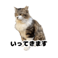 [LINEスタンプ] ねこねこ会社員。