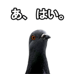 [LINEスタンプ] 日々の鳩たち2