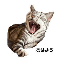 [LINEスタンプ] ある ろあ びび 1