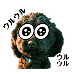 [LINEスタンプ] 黒トイプードル代表4