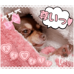 [LINEスタンプ] 親バカワイイ♡スタンプ