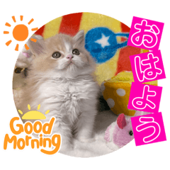 [LINEスタンプ] ねこまーち ふわふわダイヤモンド