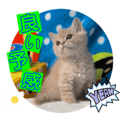 [LINEスタンプ] ねこまーち さらさらクリスタル